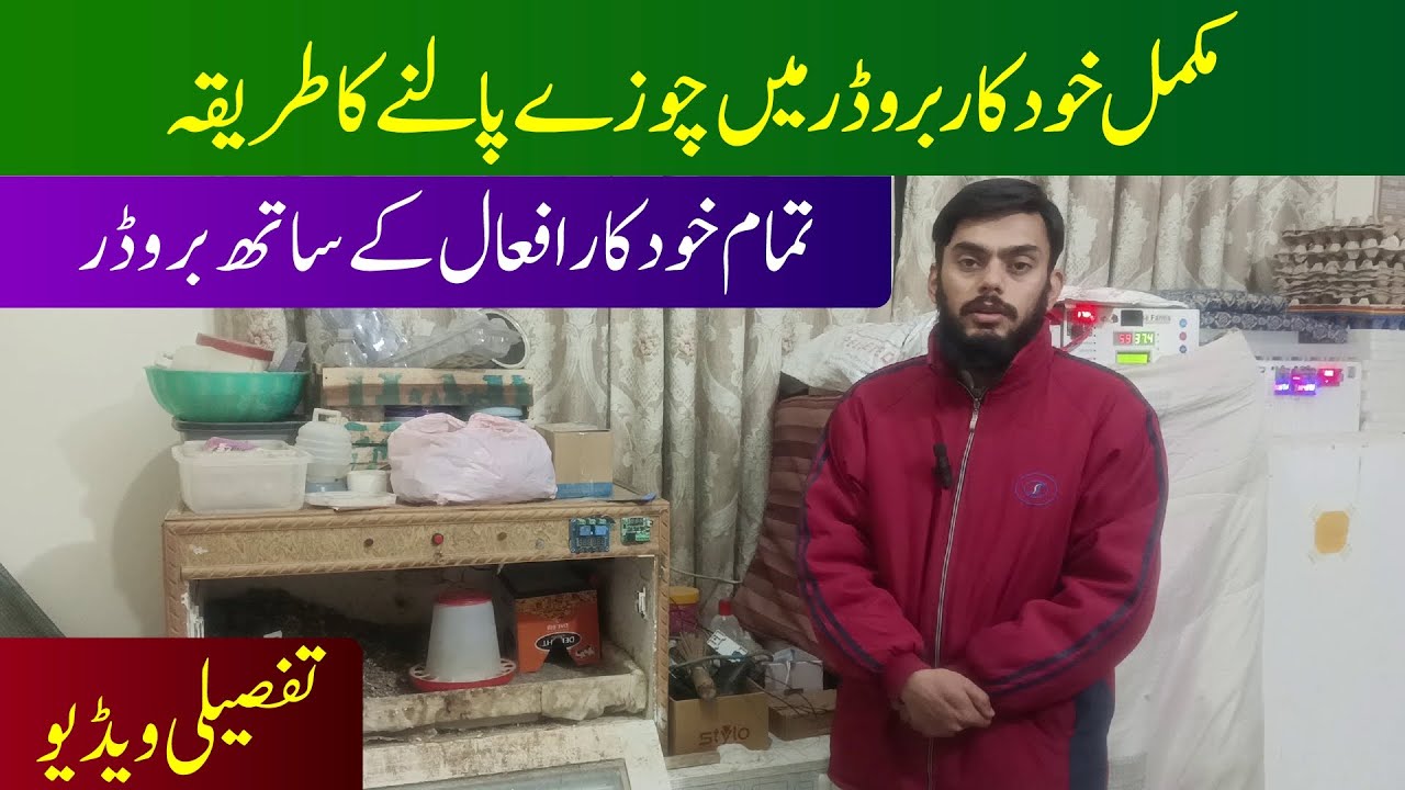 How To Raise Chicks in Full Automatic Brooder | Ubaid Farming | #incubators #farming #pets #chicks