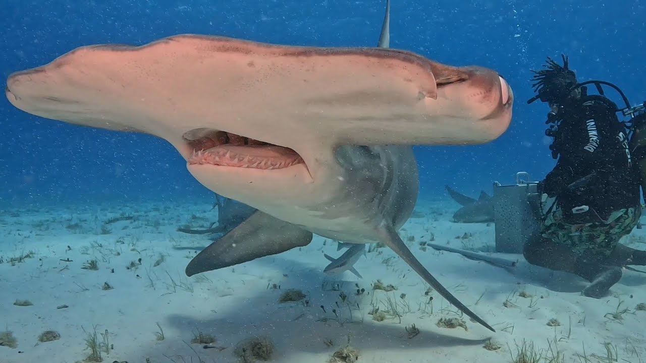 Bahamas 2025. Dia 1(5/7)