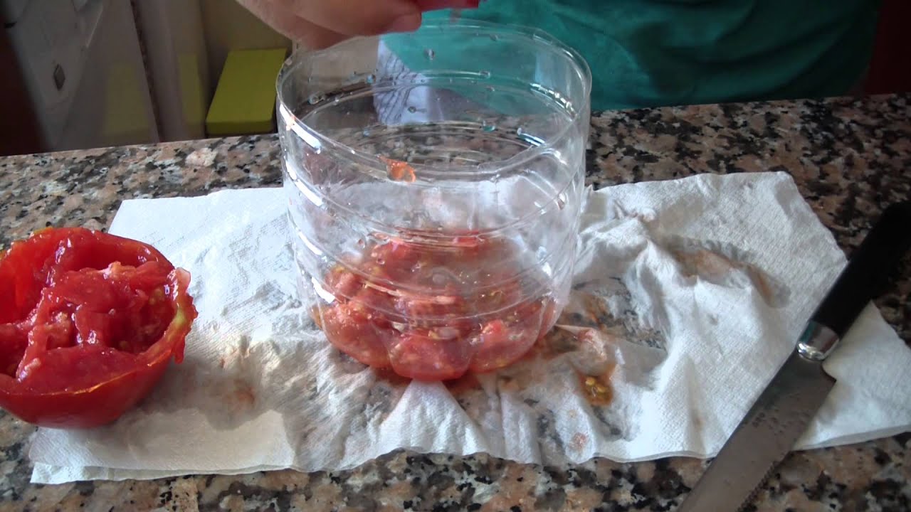 Como obtener semillas de Tomate!! 🍅 Paso a Paso | La Huerta de Ivan