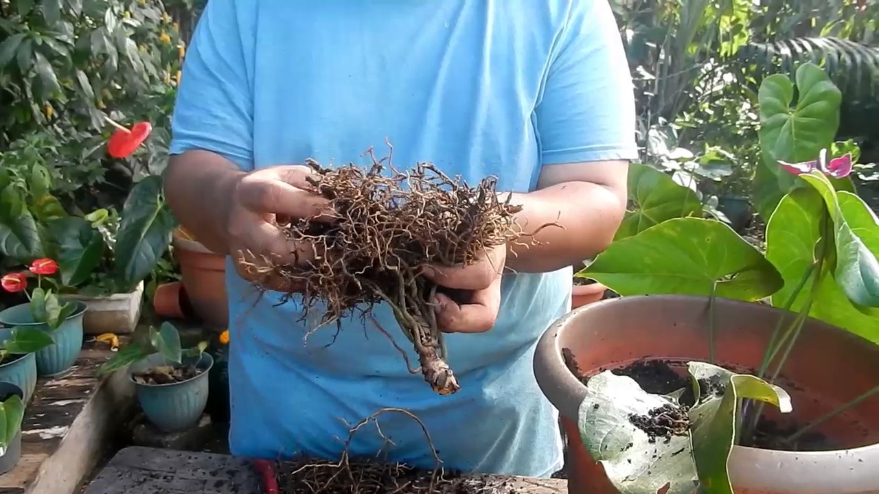 Reproduccion de Anturios