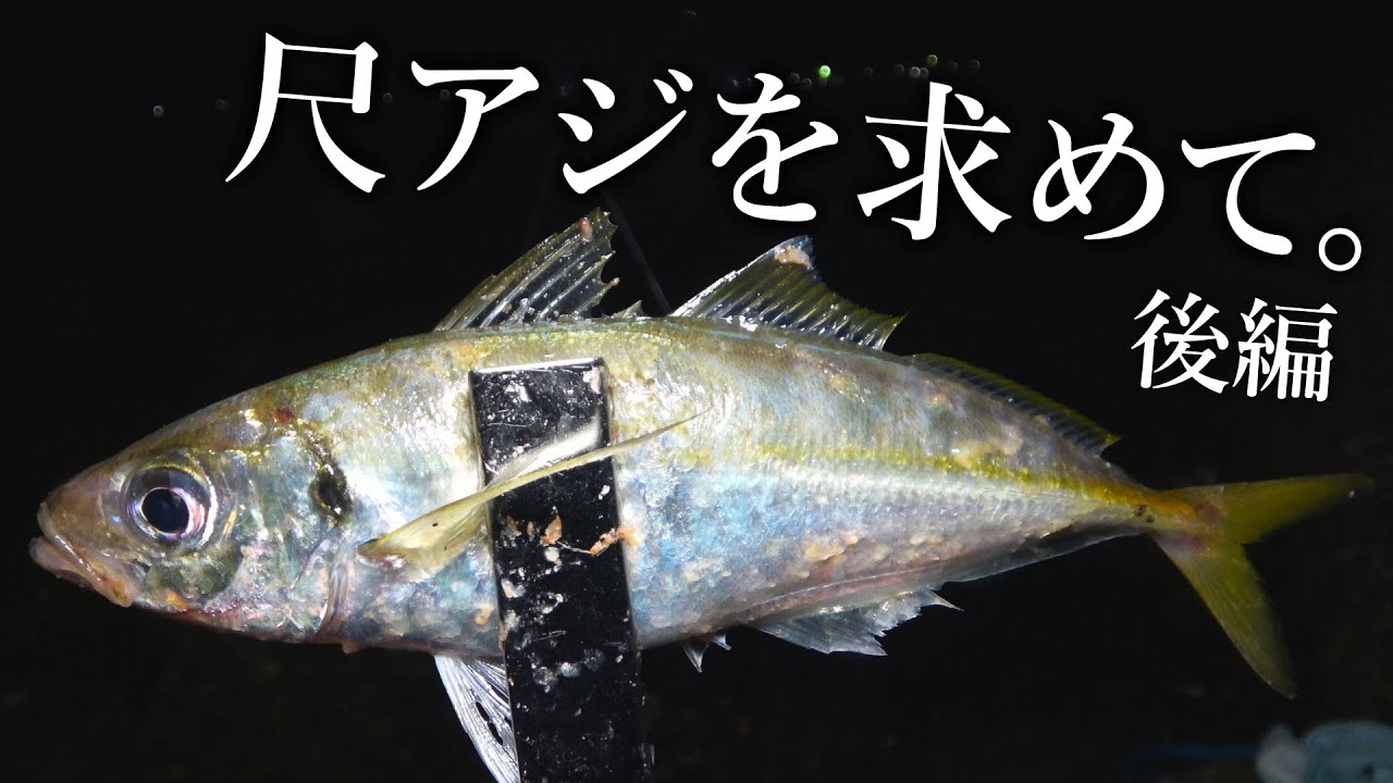 尺アジを求めて！投げサビキ釣りでデカいアジを狙う【車中泊釣り旅／後半】