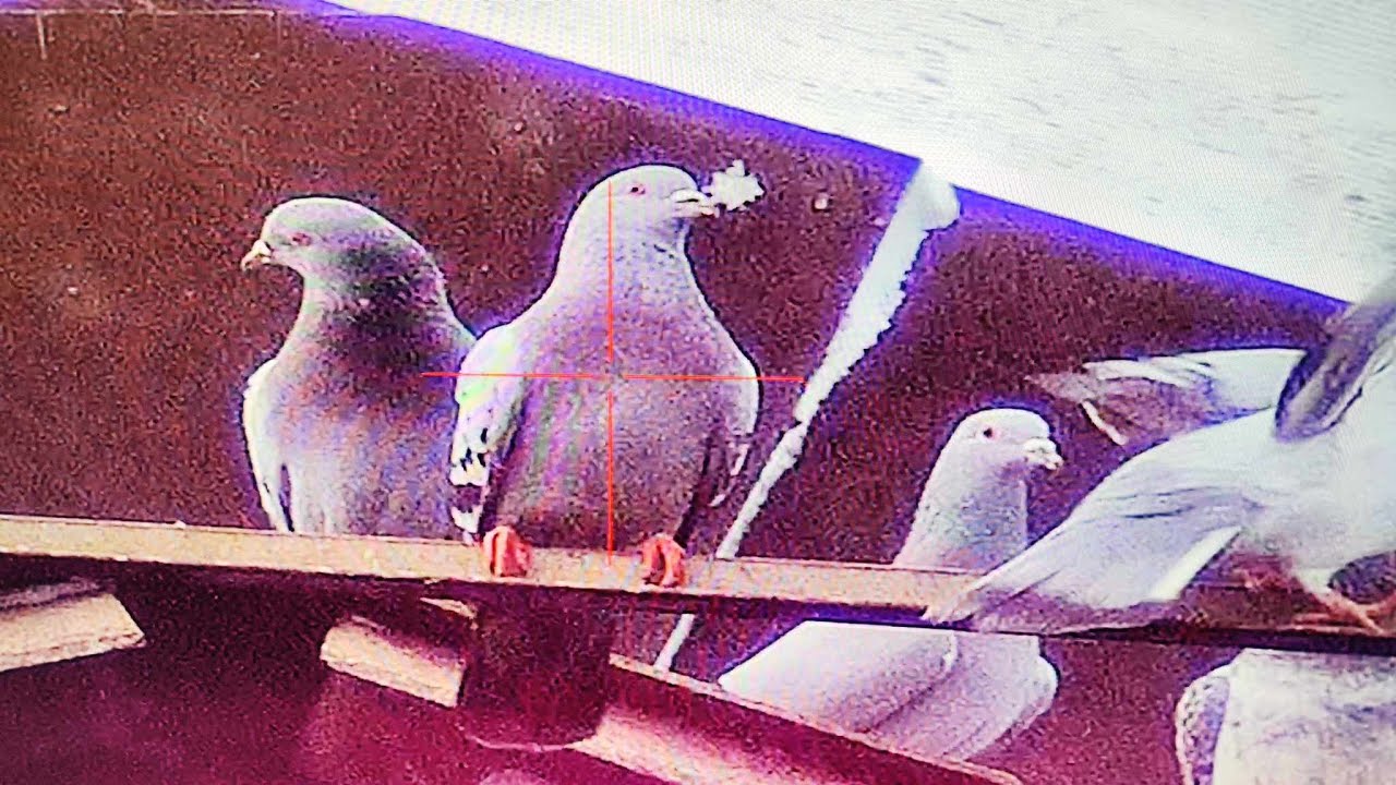 Airgun Technology Uragan 2 - Cal. 22 - JSB Hades 15.89 grain - Pard NV008s LRF - Pest Control