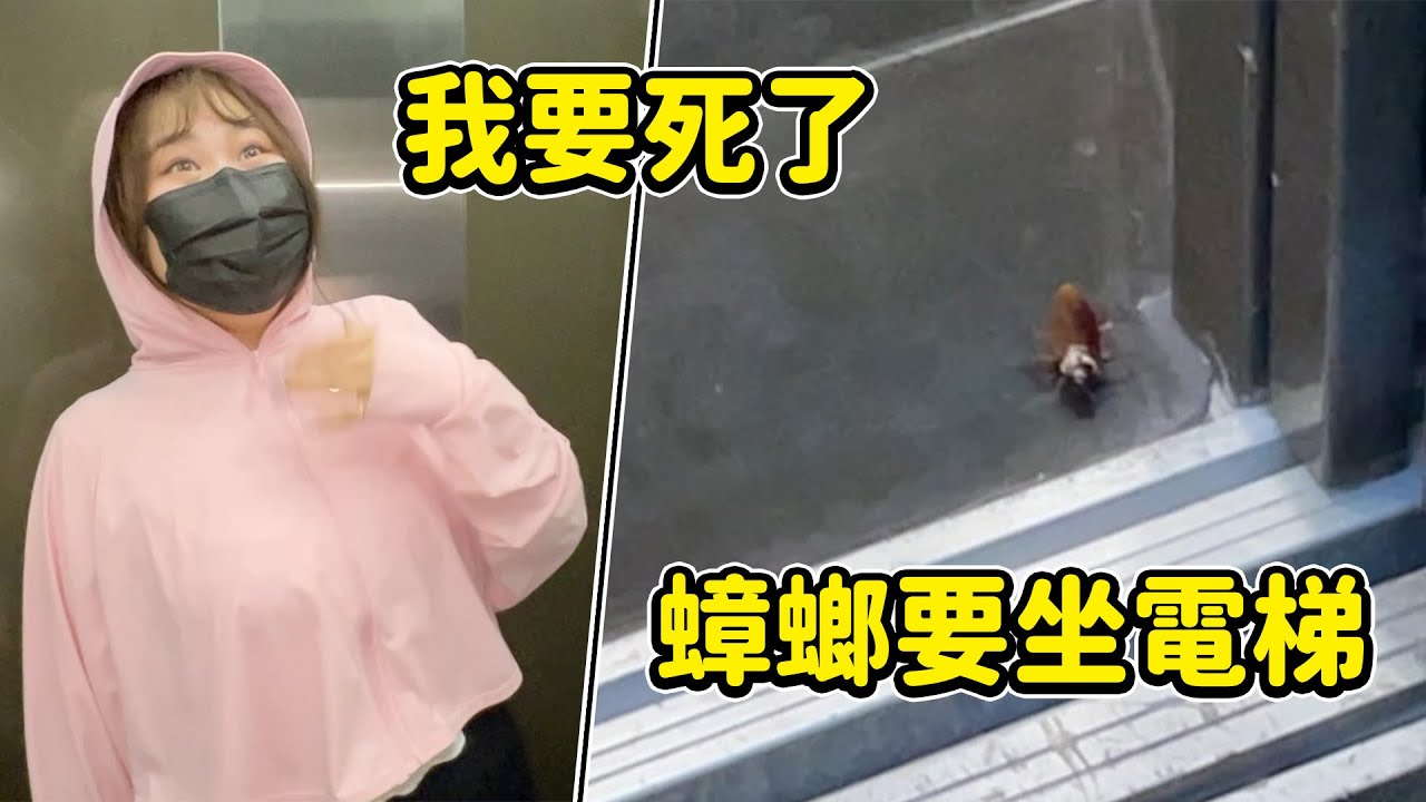 蟑螂也要坐電梯，PAULA直說：我要死了。最愛.吃貨們