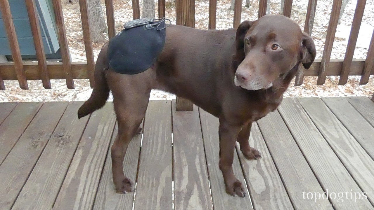Review  Petie Tec Heated Therapy Device for Dogs