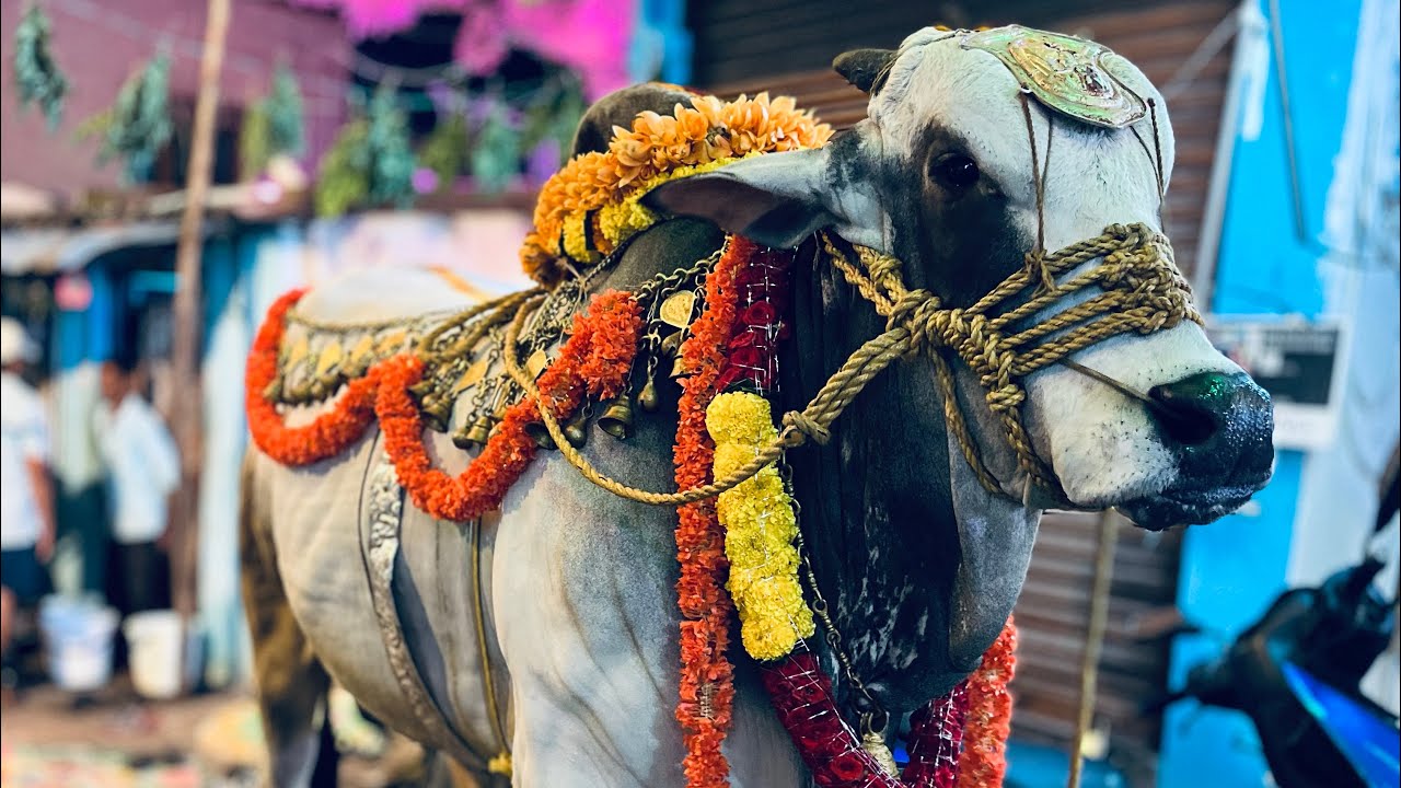 Buddala chinnaya Gari seva garidi sivajipalem seva at allipuram 