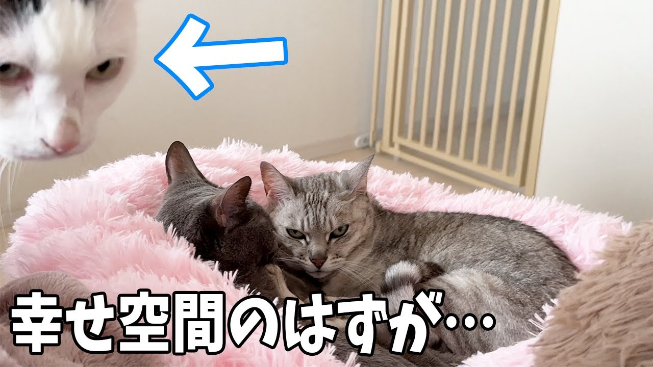 仲良くお昼寝してる猫たちを撮ろうと思ったら…ｗ