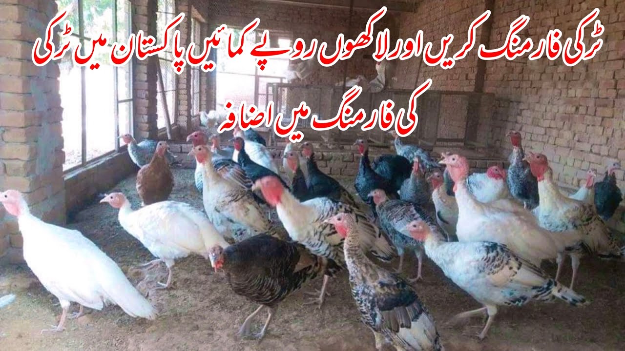 Turkey Farming Turkey Birds Farm In Pakistan |Small Business idea at home 2024