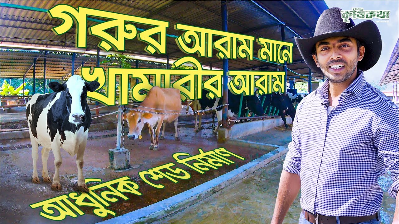 দুগ্ধবতী গাভীর শেড কেমন হওয়া উচিত?| What Dairy Cow rearing sheds should be like? Ep 108
