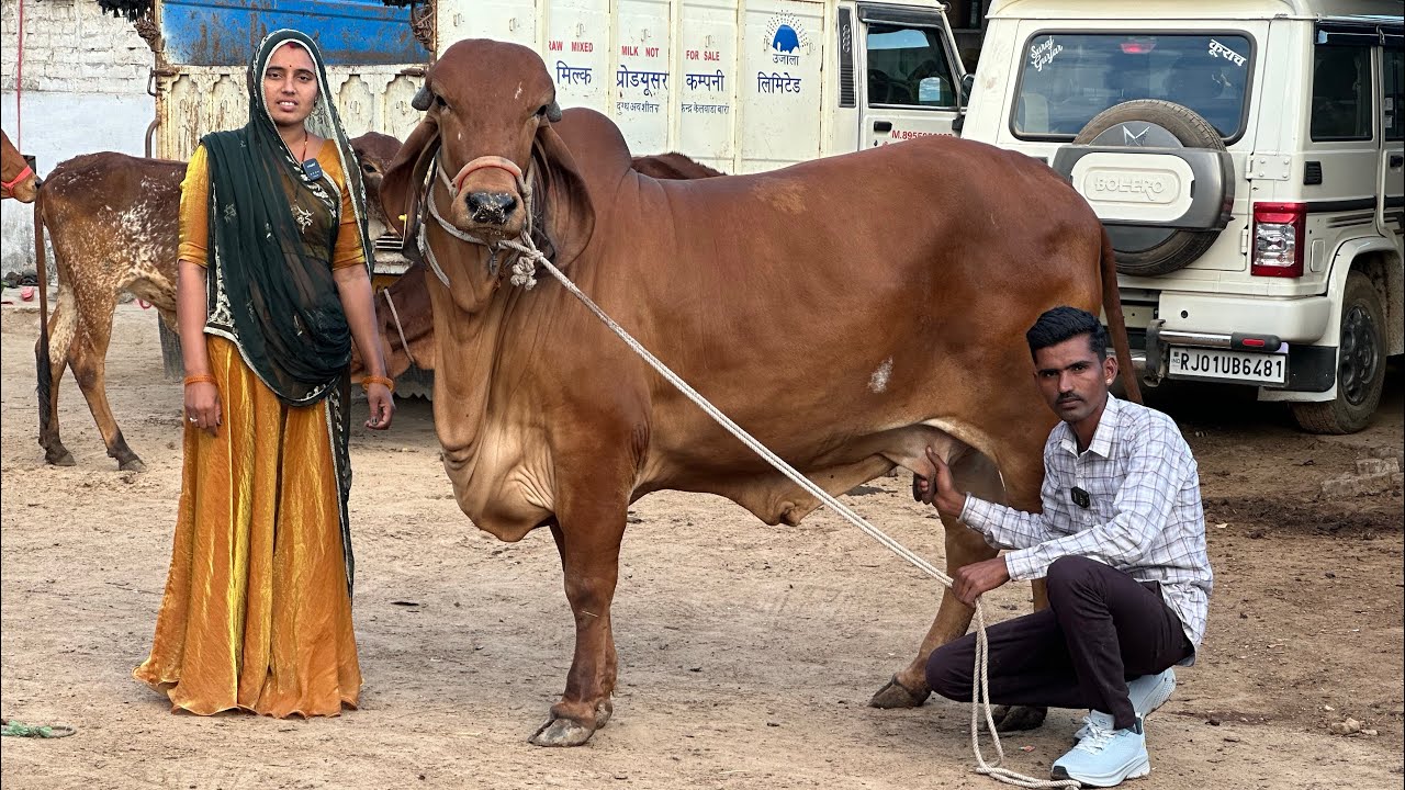 अच्छा दुधारू नस्ल की गिर गाय यहां से खरीदे गुजरात की सबसे सस्ती और सुंदर