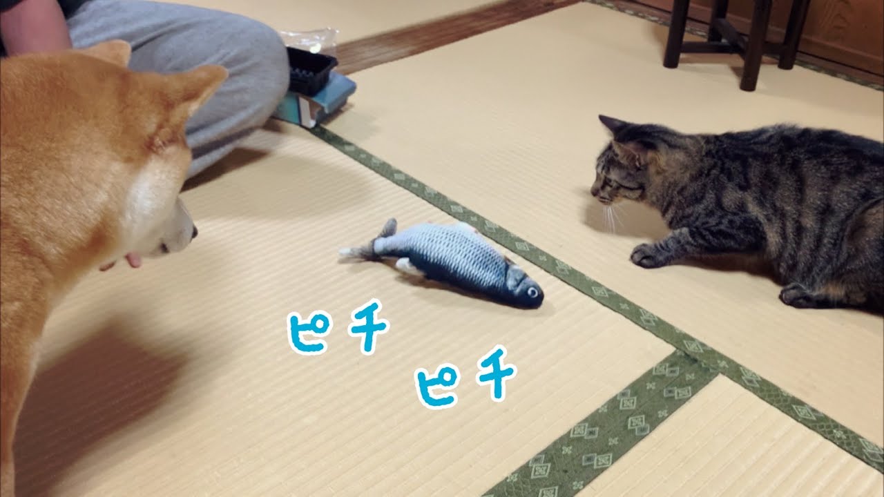 空の誕生日。プレゼントは活きのいい魚⁈ Kuu’s birthday