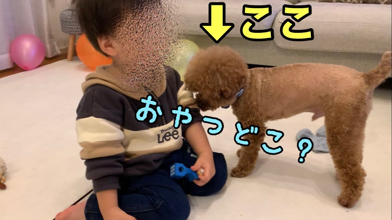 頭の上にあるおやつに気付かない犬😂　トイプードルのTaruto＆Rasuku