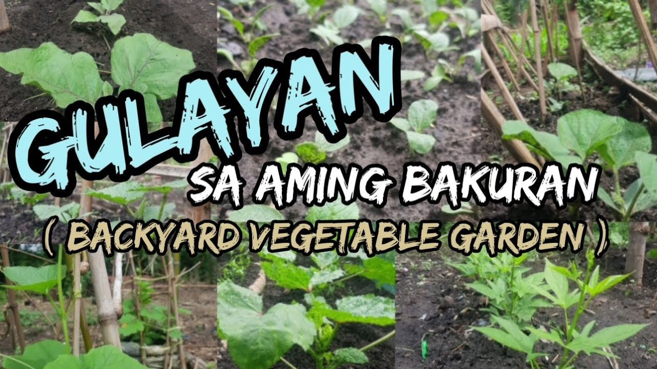 MGA TANIM NA GULAY SA AMING BAKURAN | GULAYAN SA BAKURAN | VLOG 1