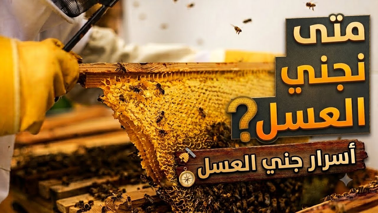 أفضل طرق جني العسل من خلايا النحل