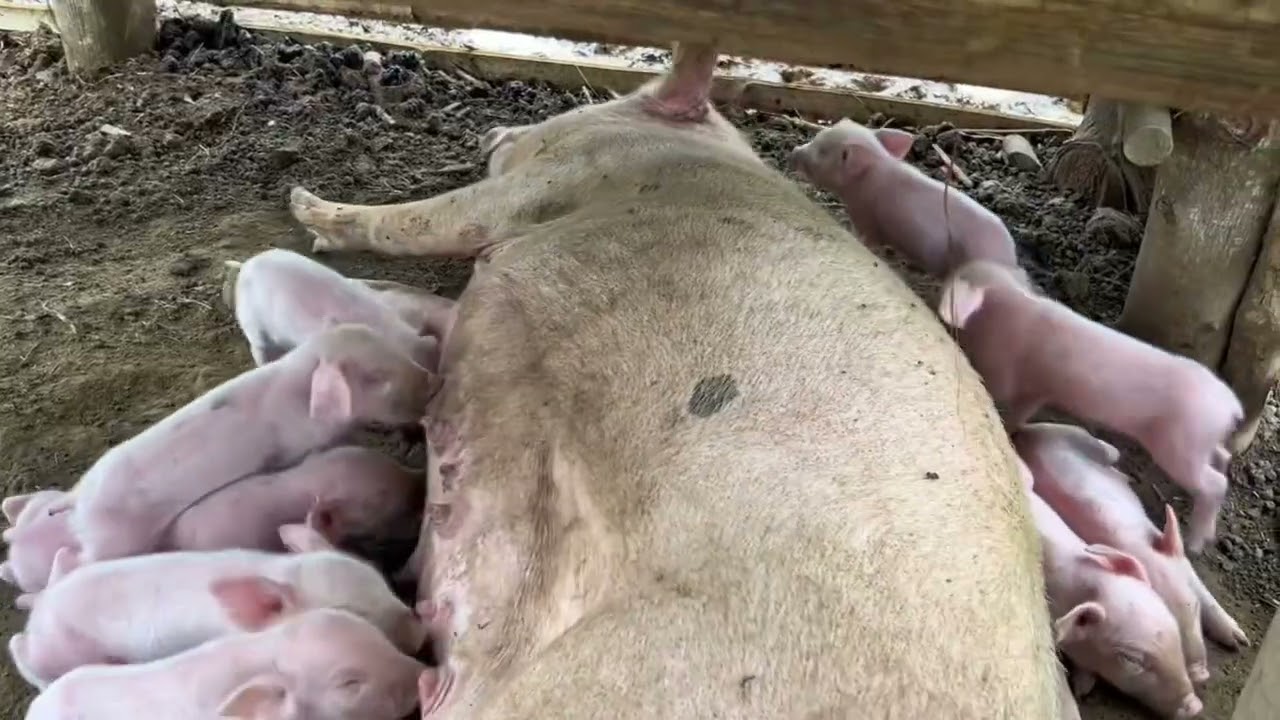 300K Kita? Sa 10 Inahing Baboy sa Dating Damohan