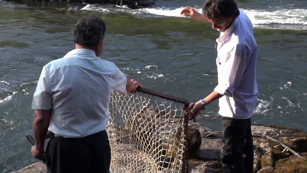 Arbo - A Pesca da Lamprea