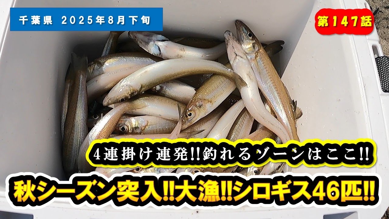 【千葉県 房総】大漁!!良型シロギス46匹!!釣れるゾーンはここ!!『シロギス / サーフ投げ釣り』