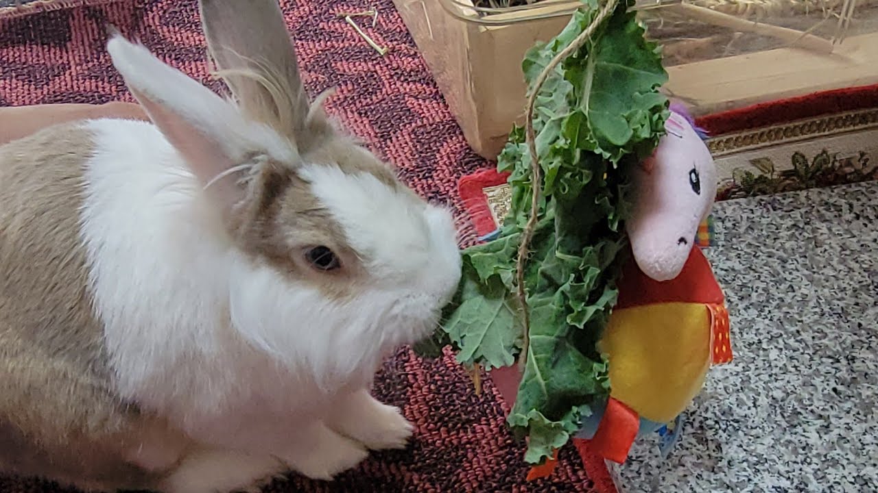 Bunny mofu is live! 11 MAR 2026 #可愛い #かわいい #bunny #rabbit #cute #ふわふわ #うさぎ #relaxing #動物 #viralvideo