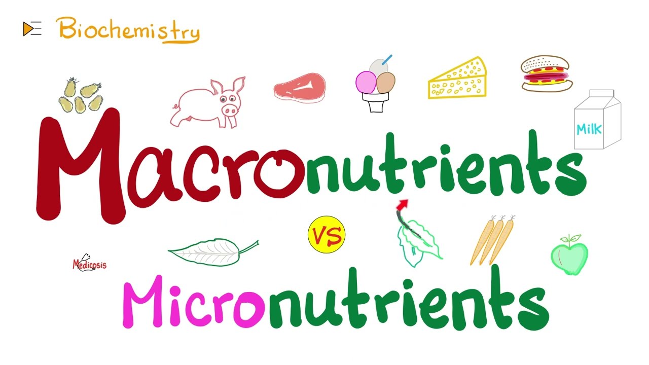 Macronutrients vs Micronutrients&hellip;What&rsquo;s the difference? 🤔  | Diet & Nutrition