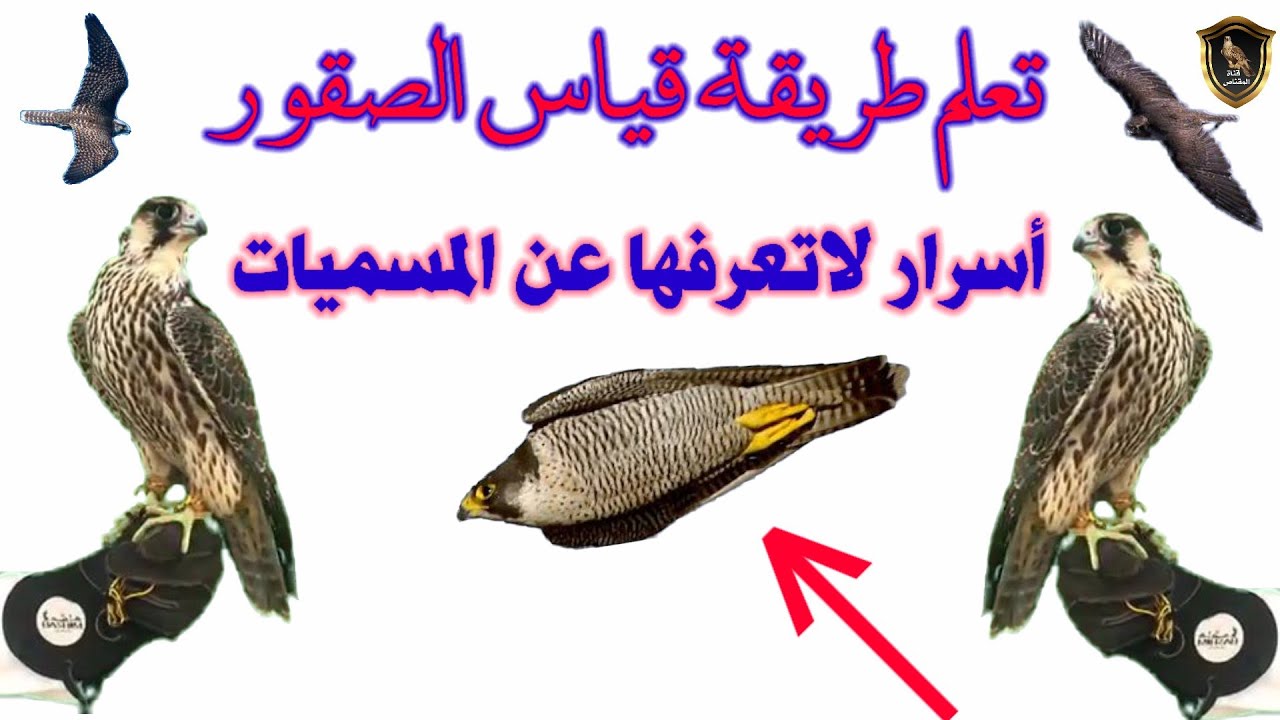 تعلم طريقة قياس الصقور ومسميات الأحجام لطير الحر والشاهين أسرار لم تكن تعرفها عن طرق قياس الصقر