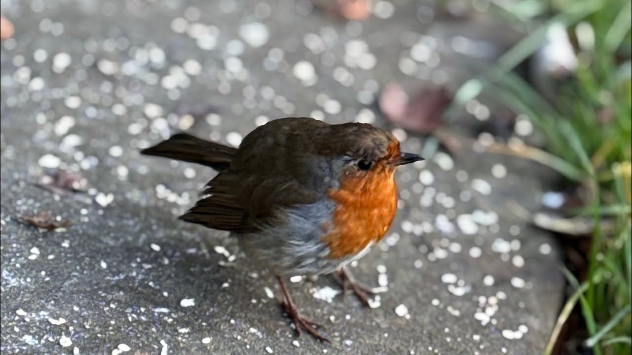Nature Therapy: Feeding Birds in the Park