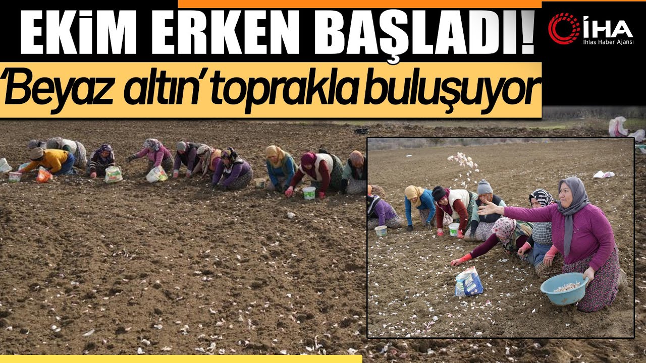 Dünyaca Ünlü Taşköprü Sarımsağının Ekim Sezonu Erken Başladı