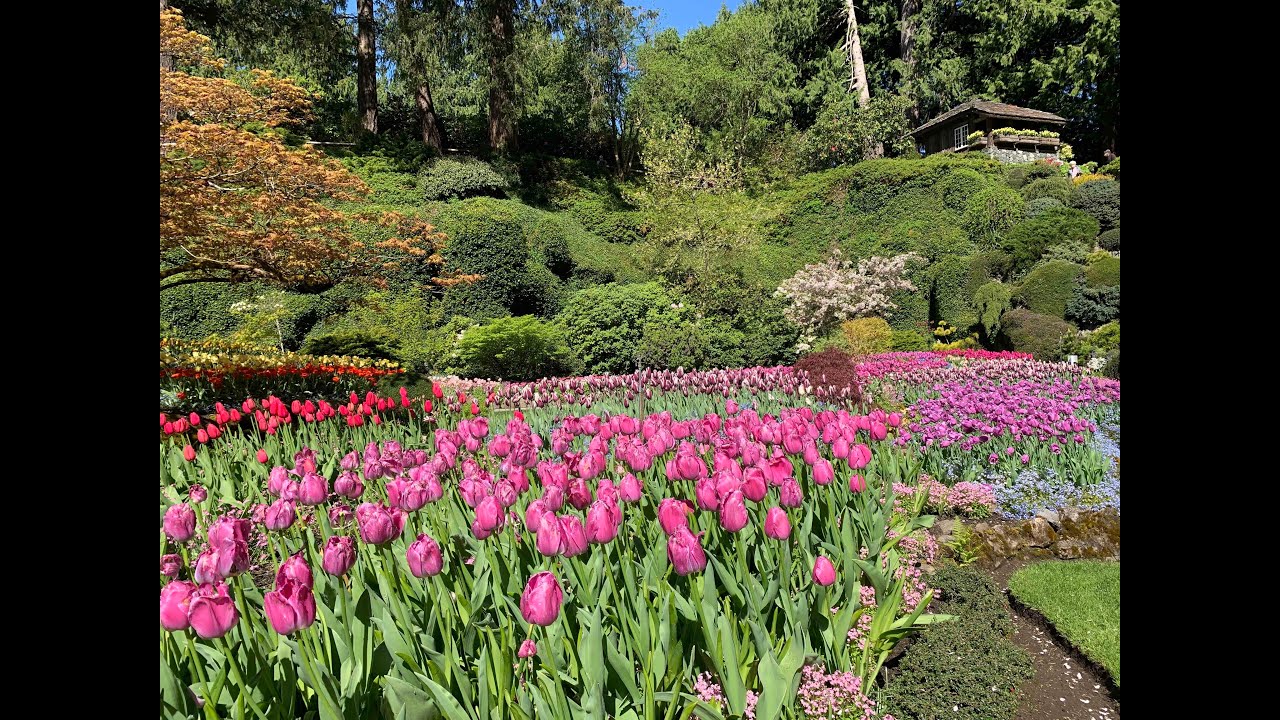 The Butchart Gardens on May 2nd, 2021 || Victoria, BC, Canada