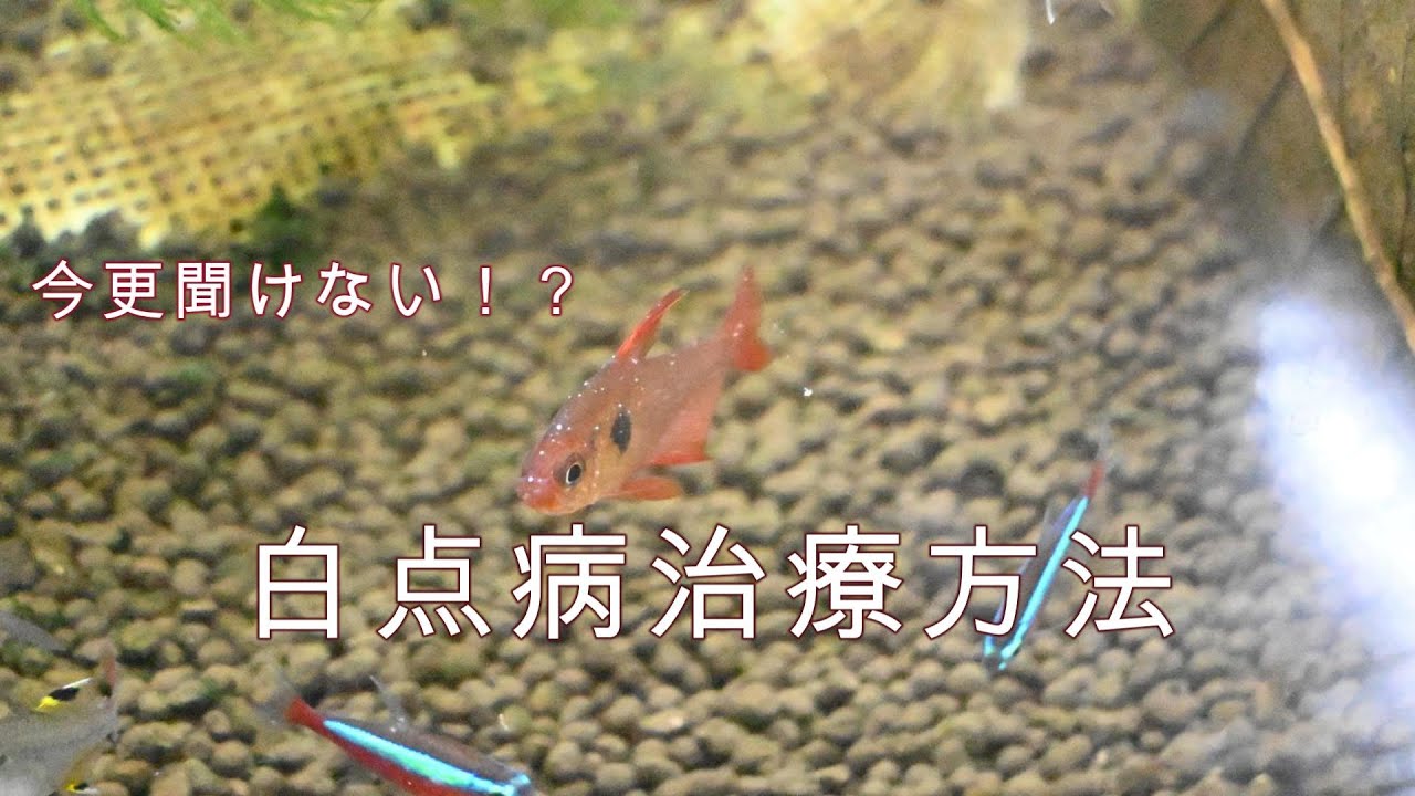 アクアリスト必修科目「白点病治療方法」解説