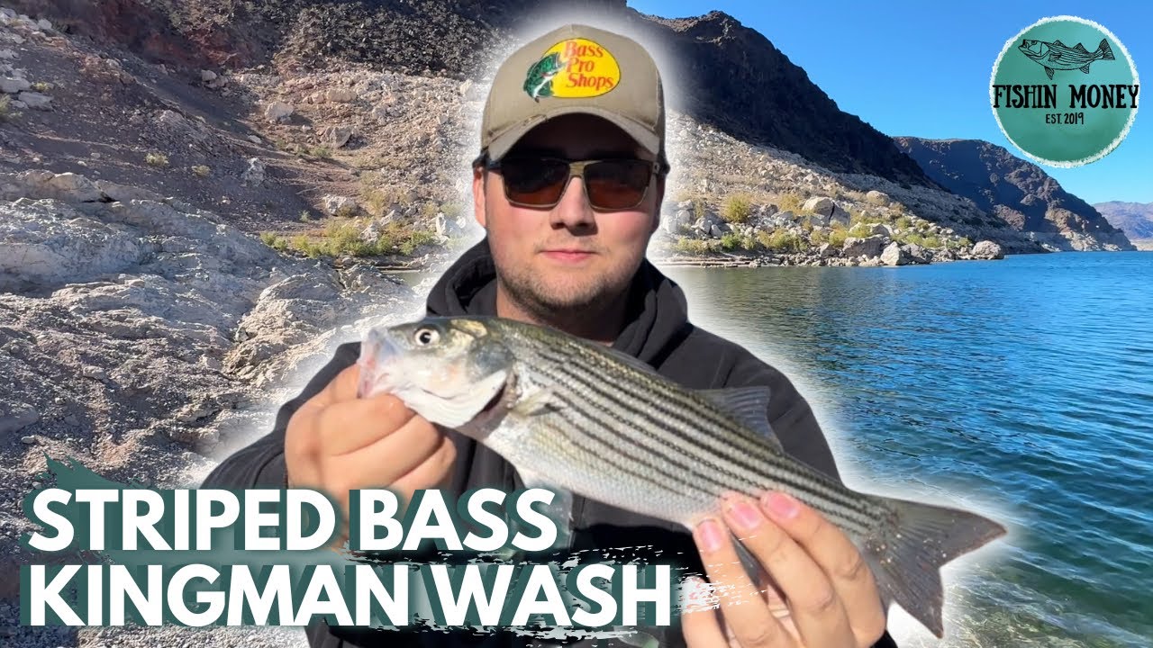 Kingman Wash Striped Bass Fishing Lake Mead