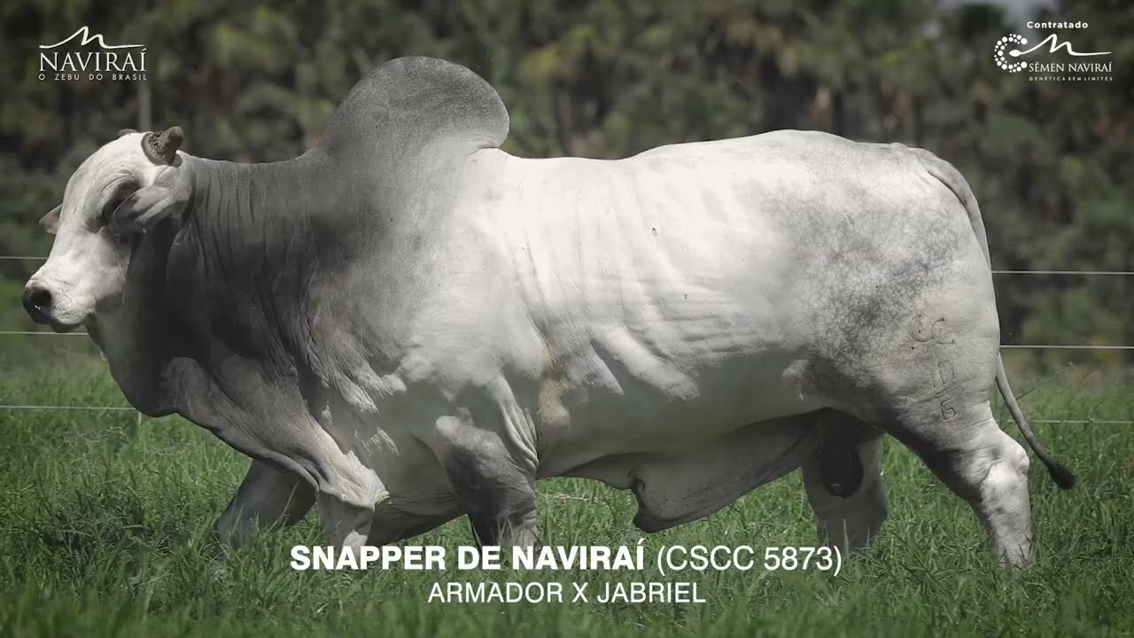 SNAPPER DE NAVIRAÍ