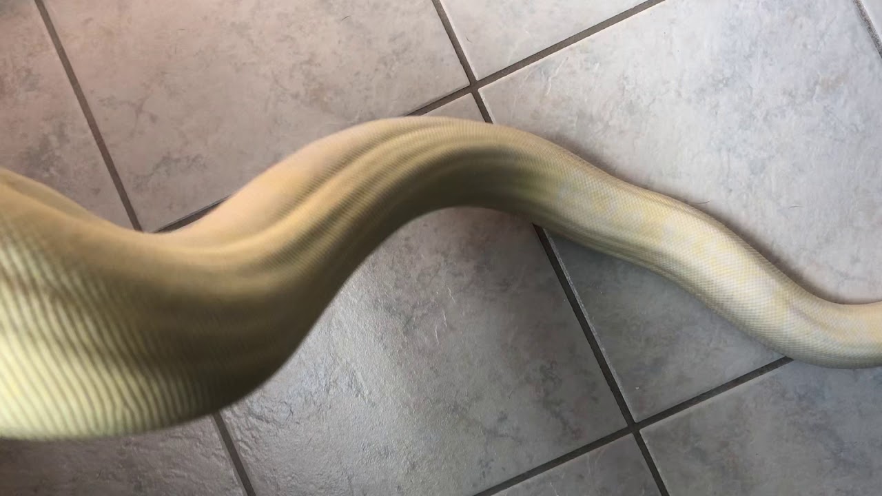 Episode 122 Moonglow boa