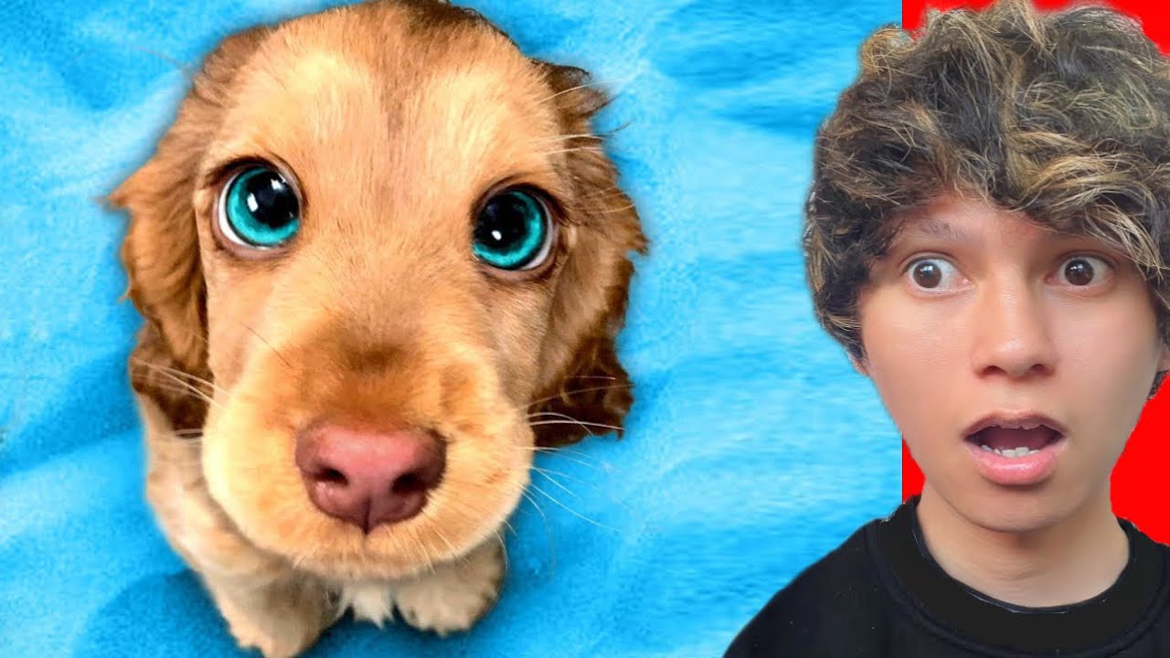 HARDEST Try Not To Say AWW Challenge EVER! (CUTE)
