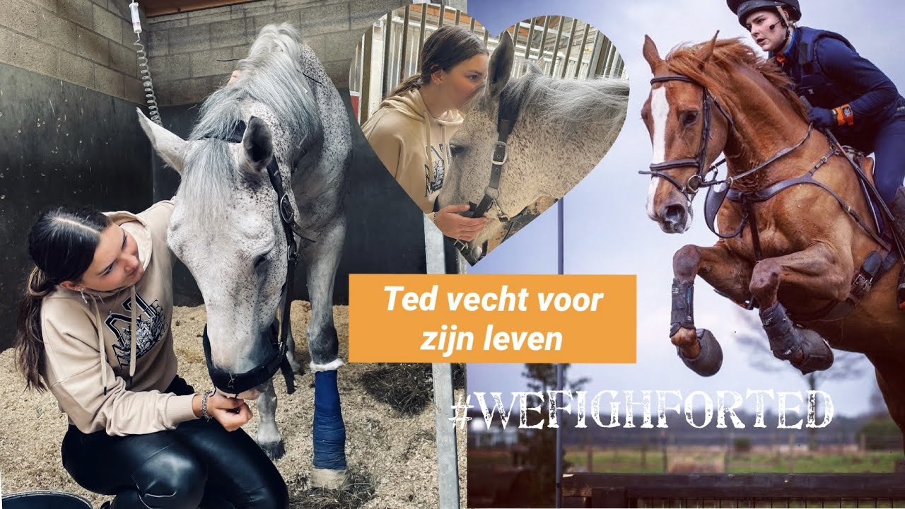 Ted heeft het erg ZWAAR😓& Galante's laatste trainingen! Road to the Europeans PART4 ✰vlog 197✰