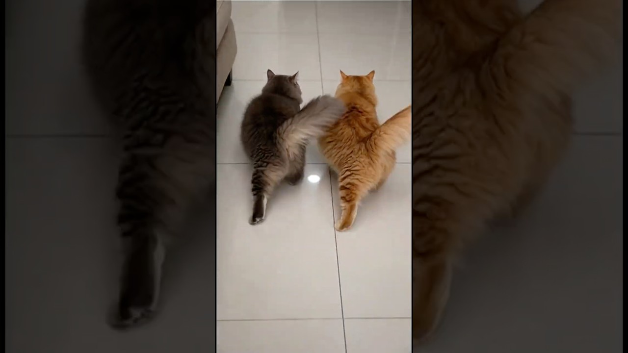 Wait... did my cat just CLEAN the house?! 😱🧼 萬能的貓咪....其實是聰明的主人  