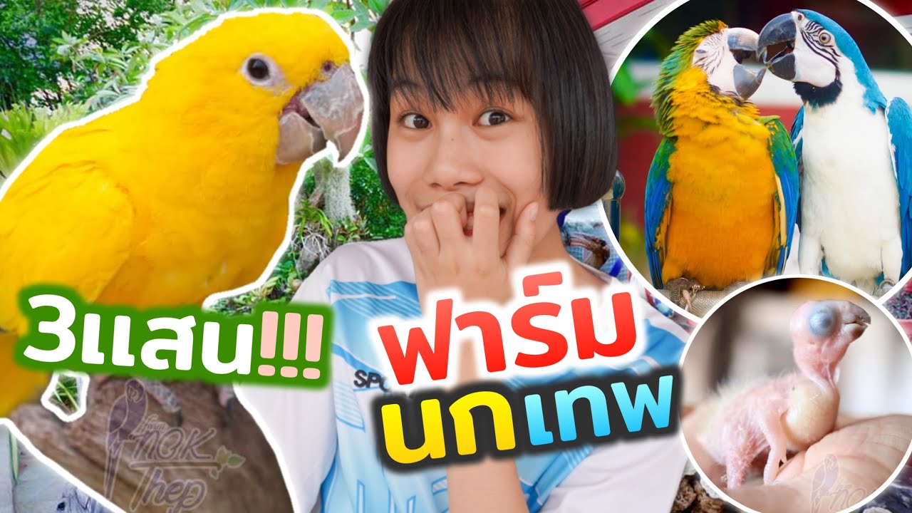 นกเเก้วตัวละ 3 ล้านบาท / นกบินอิสระ “ฟาร์มนกเทพ”