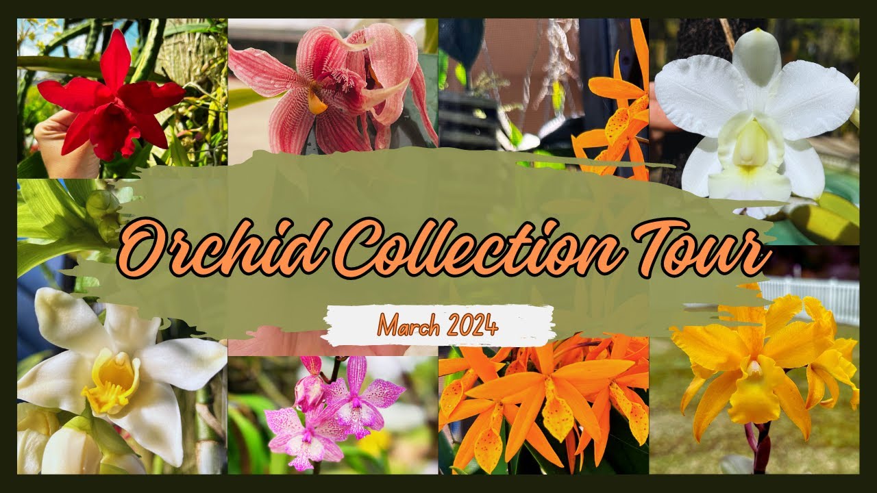 Our Orchid Collection Tour - March 2024