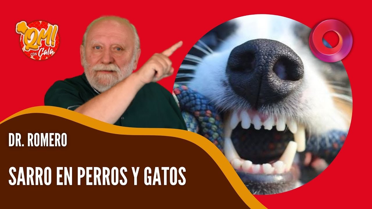 C&oacute;mo controlar el sarro en perros y gatos | #Qu&eacute;Ma&ntilde;ana