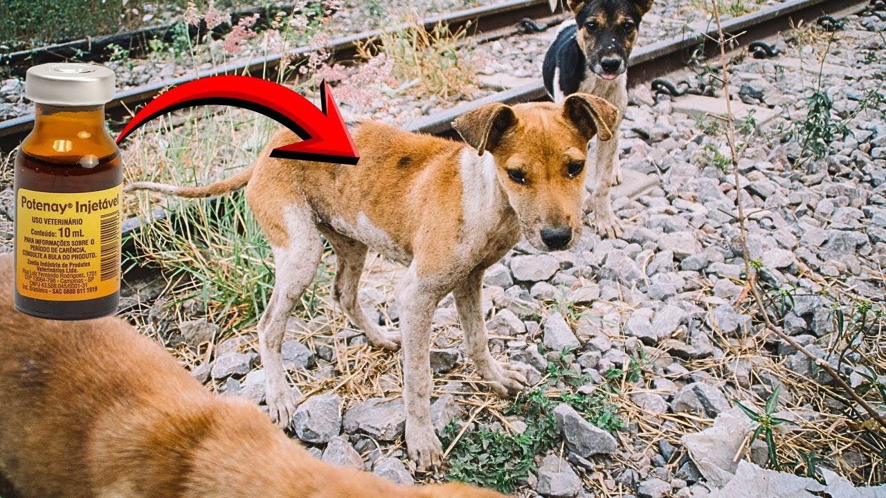 RECEITA PARA ENGORDAR CACHORRO IDOSO COMO FAZER