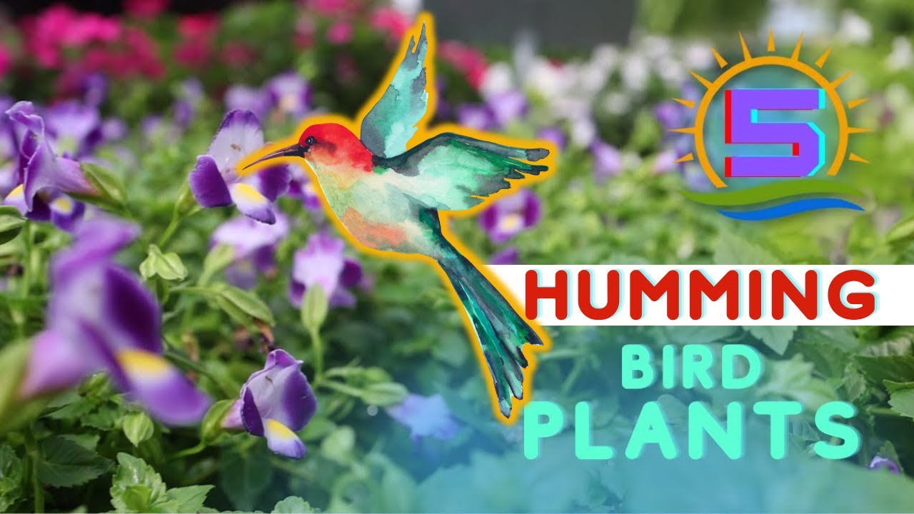 5 Hummingbird Attracting Plants 🌸 for Your Garden