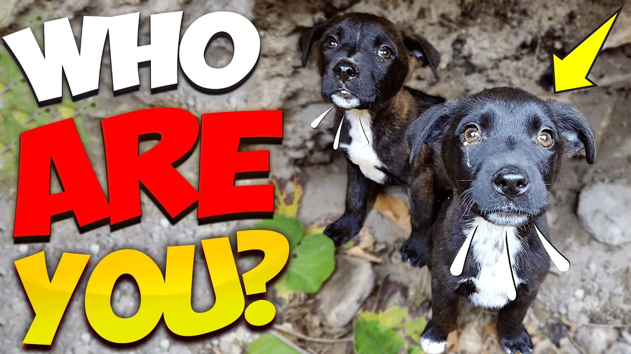 Abandoned Puppies were Dumped on the Street and Barely Survived Until This Happened