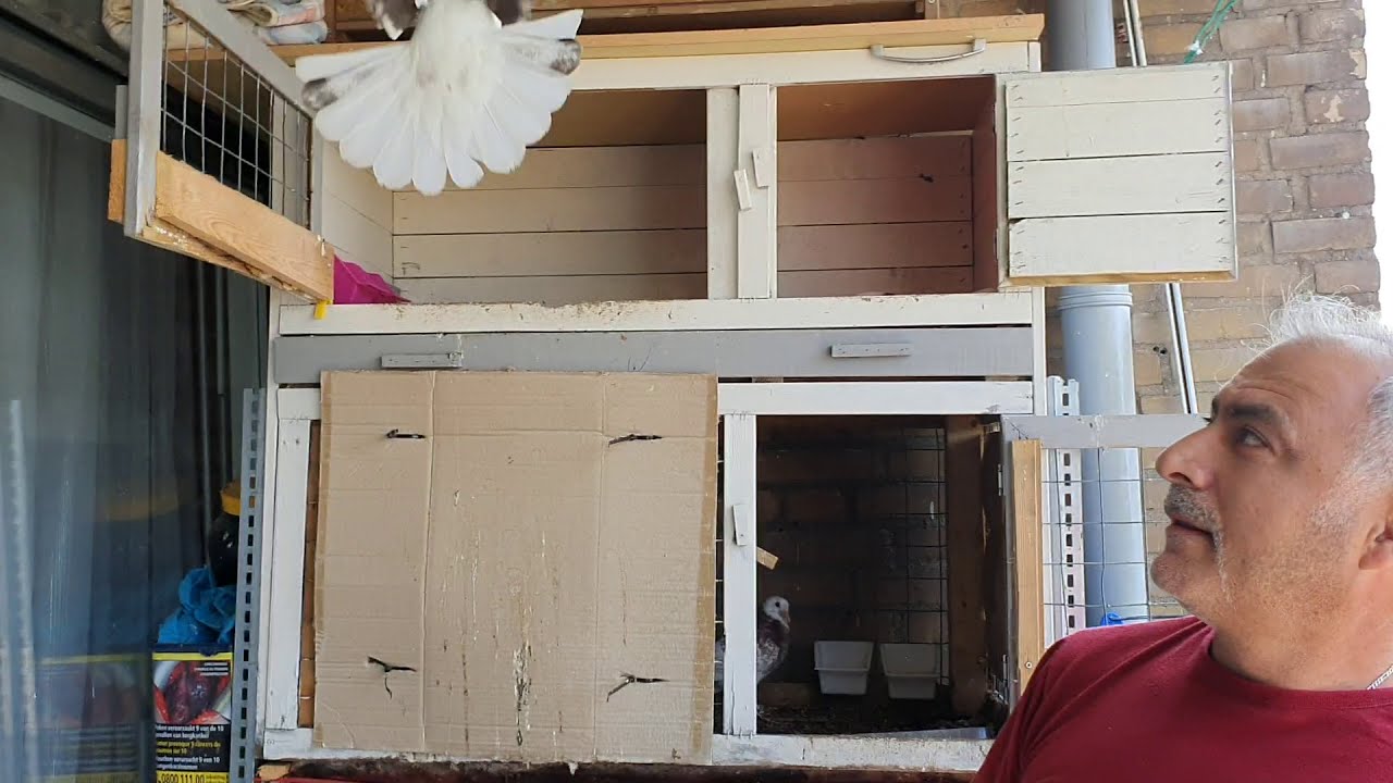 BALKON'DA KUŞ SEVDASI