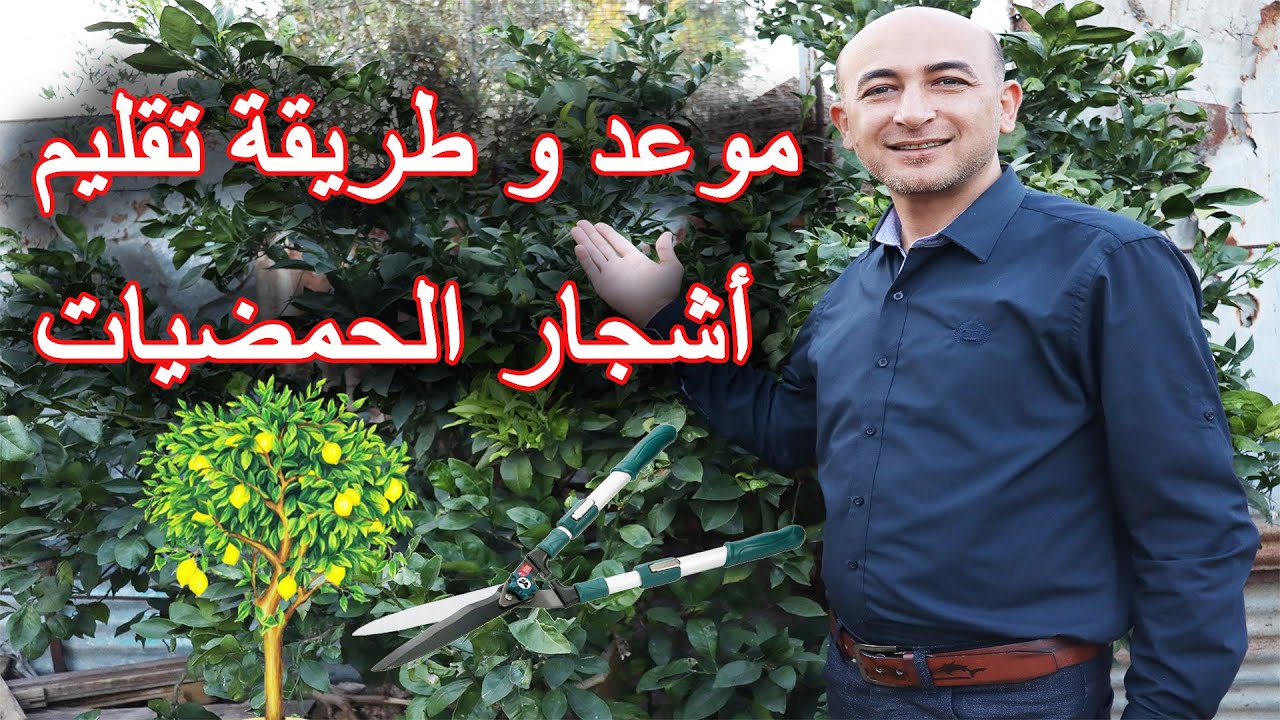 موعد و طريقة تقليم اشجار الحمضيات, تقليم اشجار الليمون, Trimming Citrus Trees