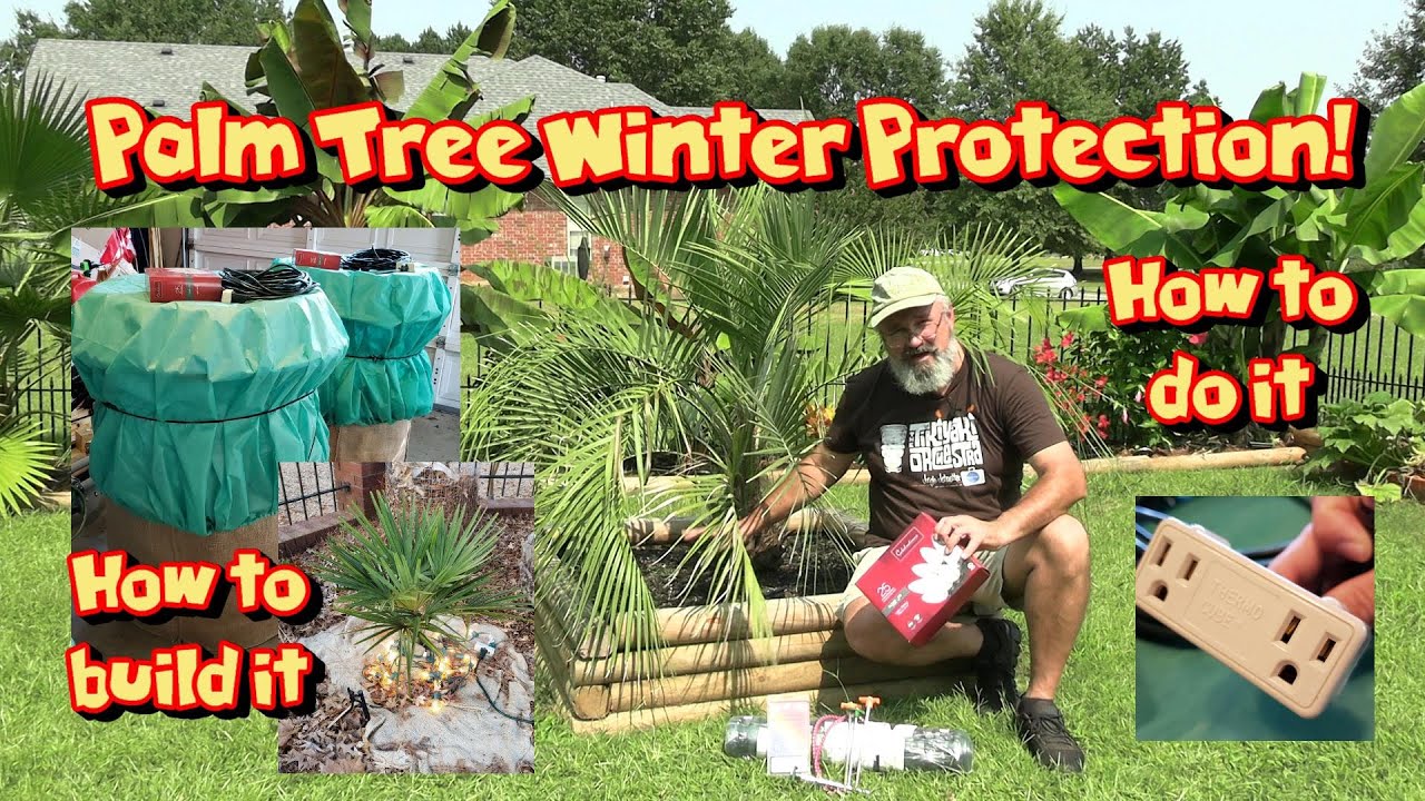 How to Protect Palm Trees from Cold 🌴 Building Winter Protection Barrels