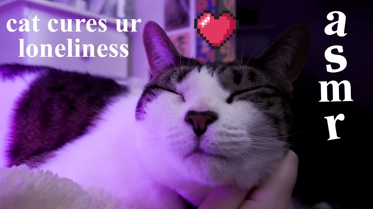 ASMR cat purring to cure your loneliness tonight