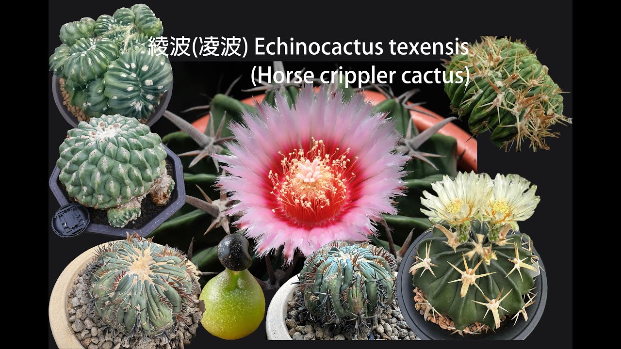 仙人掌凌波介紹 Echinocactus texensis__Horse Cripplet cactus introduction