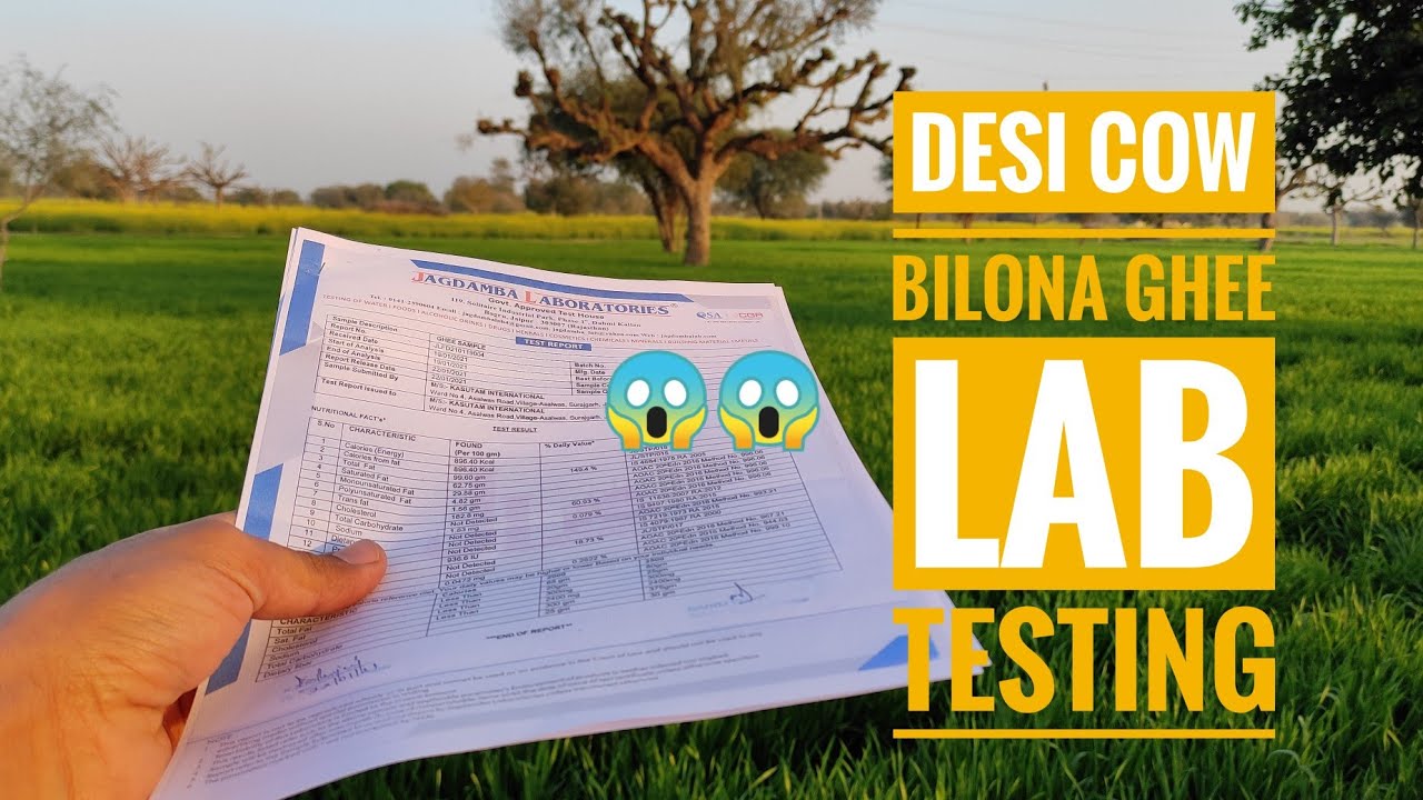 Desi ghee का lab test करवाया तो सामने आया ये result 😱|| Cow bilona ghee lab report|| Kasutam- कसुतम्