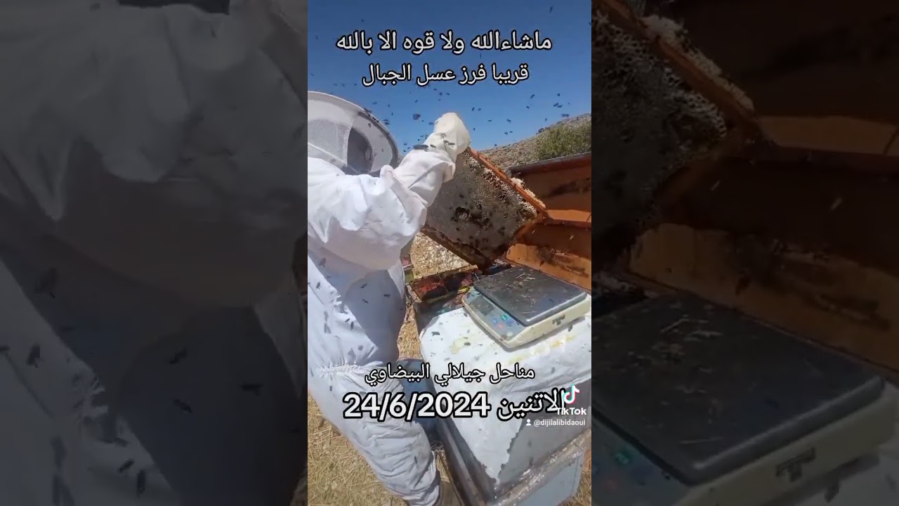اليك نتائج العاسلات من دون حاجز ملكي ماشاءالله ولا قوه الا بالله اطارات تتعدي الخمسة كيلو عسل