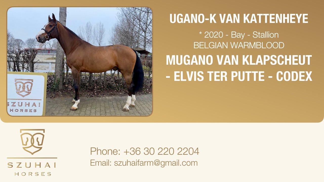 MUGANO VAN KLAPSCHEIT x ELVIS TER PUTTE 2020 STALLION HORSE FOR SALE