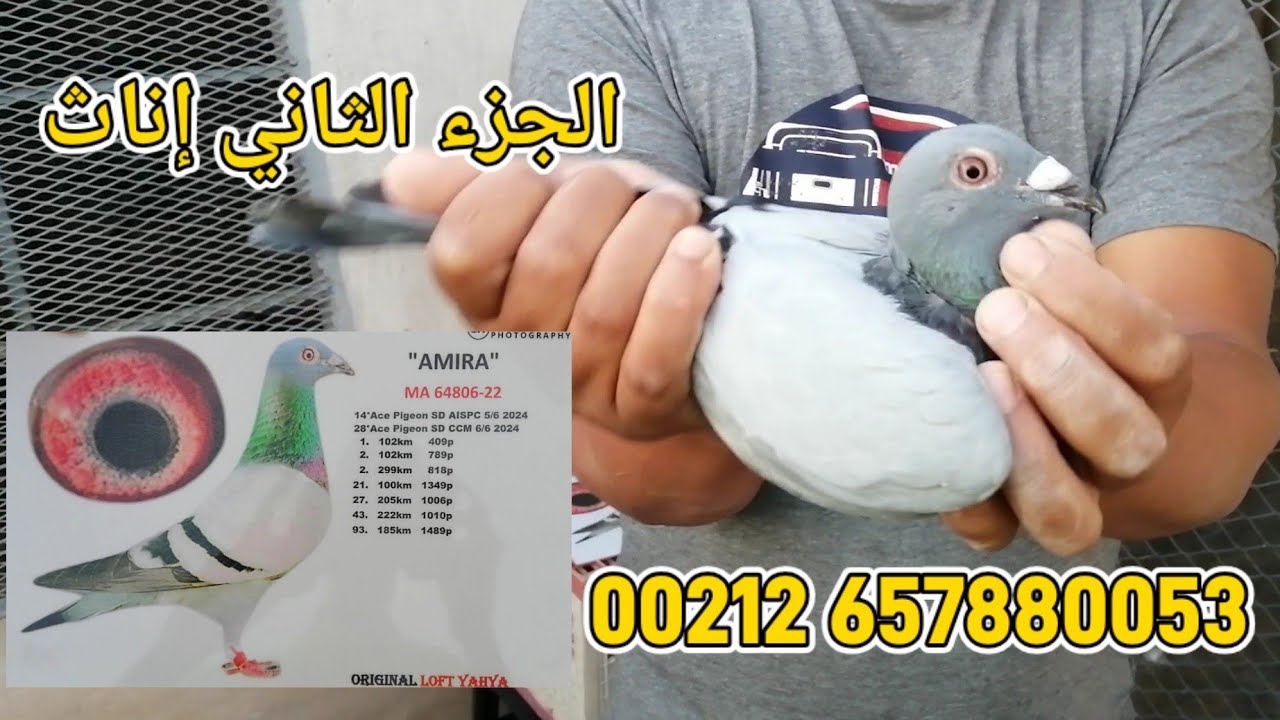 حمام ممتاز تخصص السرعة والنصف الطويل للبيع عند البطل عنيبة محمد الجزء الثاني إناث