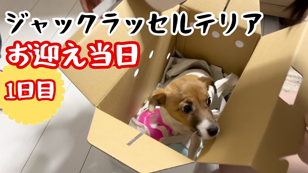 【お迎え当日】生後5ヶ月のジャックラッセルテリア子犬が家族になった日