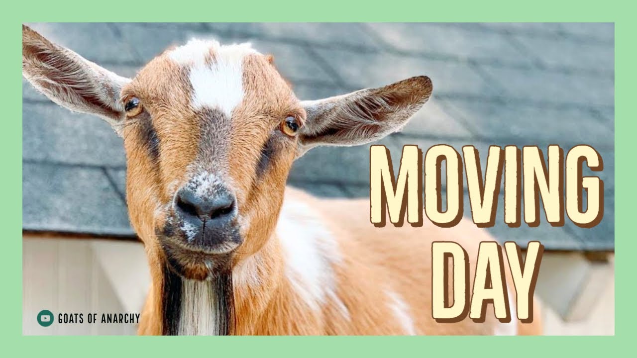 MOVING DAY for the goats!